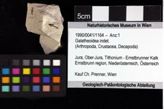 Foto (Objket + Etiketten) von Galatheoidea indet. 